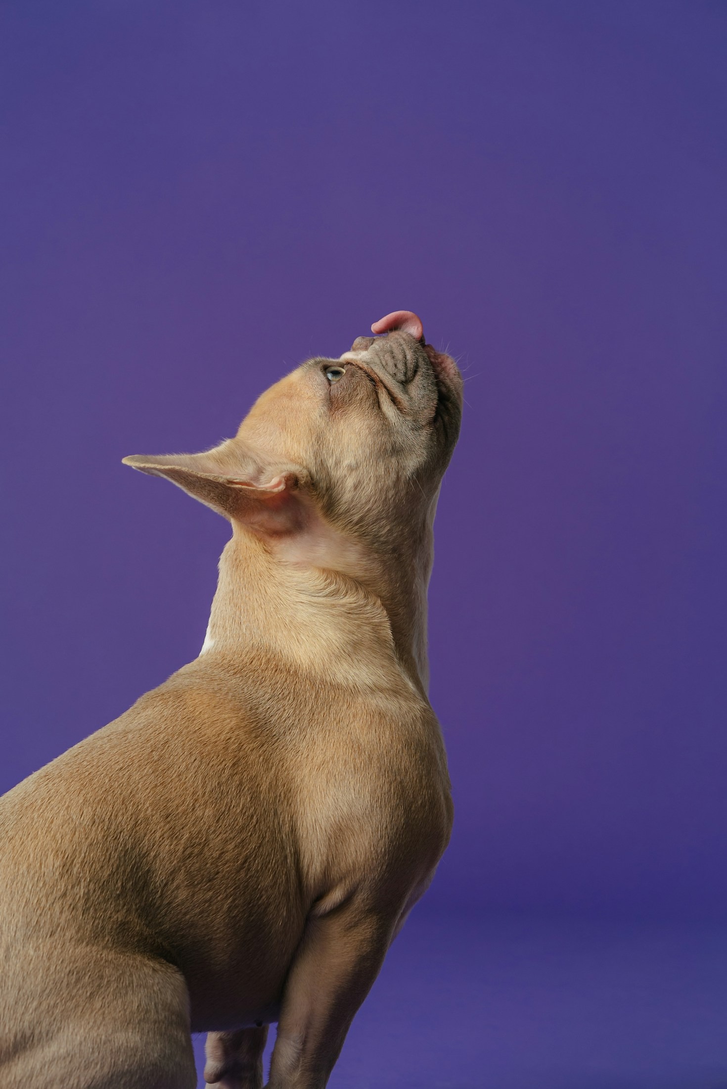 Expertenrat für entspannte Hunde und Katzen