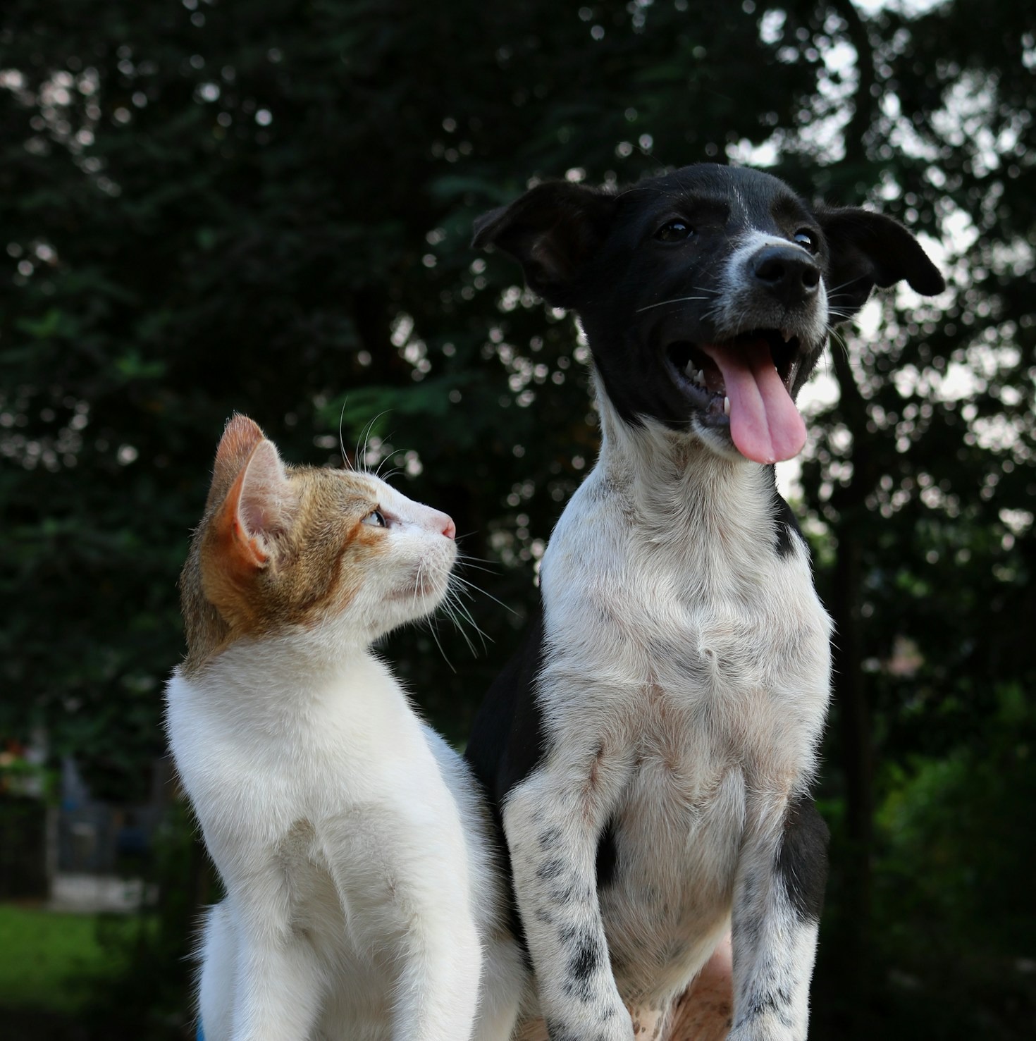Angst vorm Alleinsein – Trennungsangst beim Hund lösen