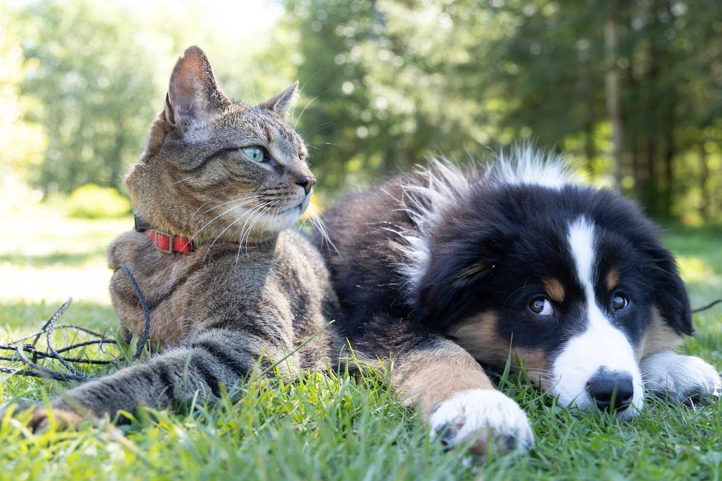 Die besten natürlichen Mittel gegen Angst bei Katzen